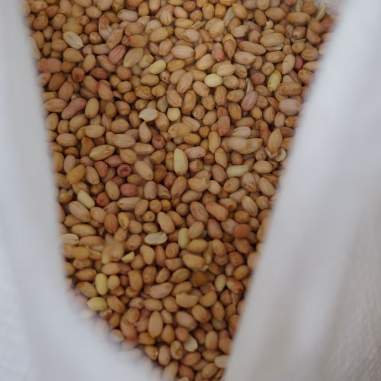 Cacahuate alto oleico descascarado en saco, listo para embarque